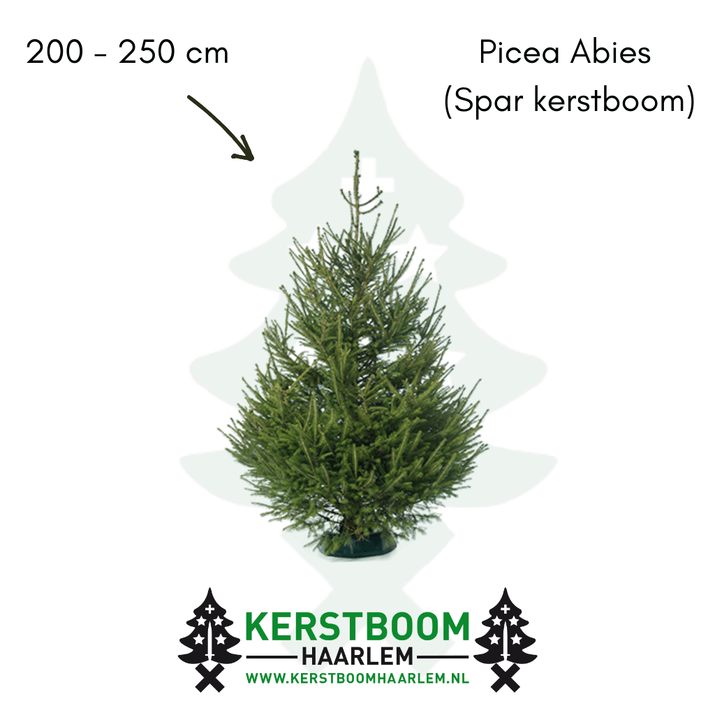 200 – 250 cm Picea Abies (1)