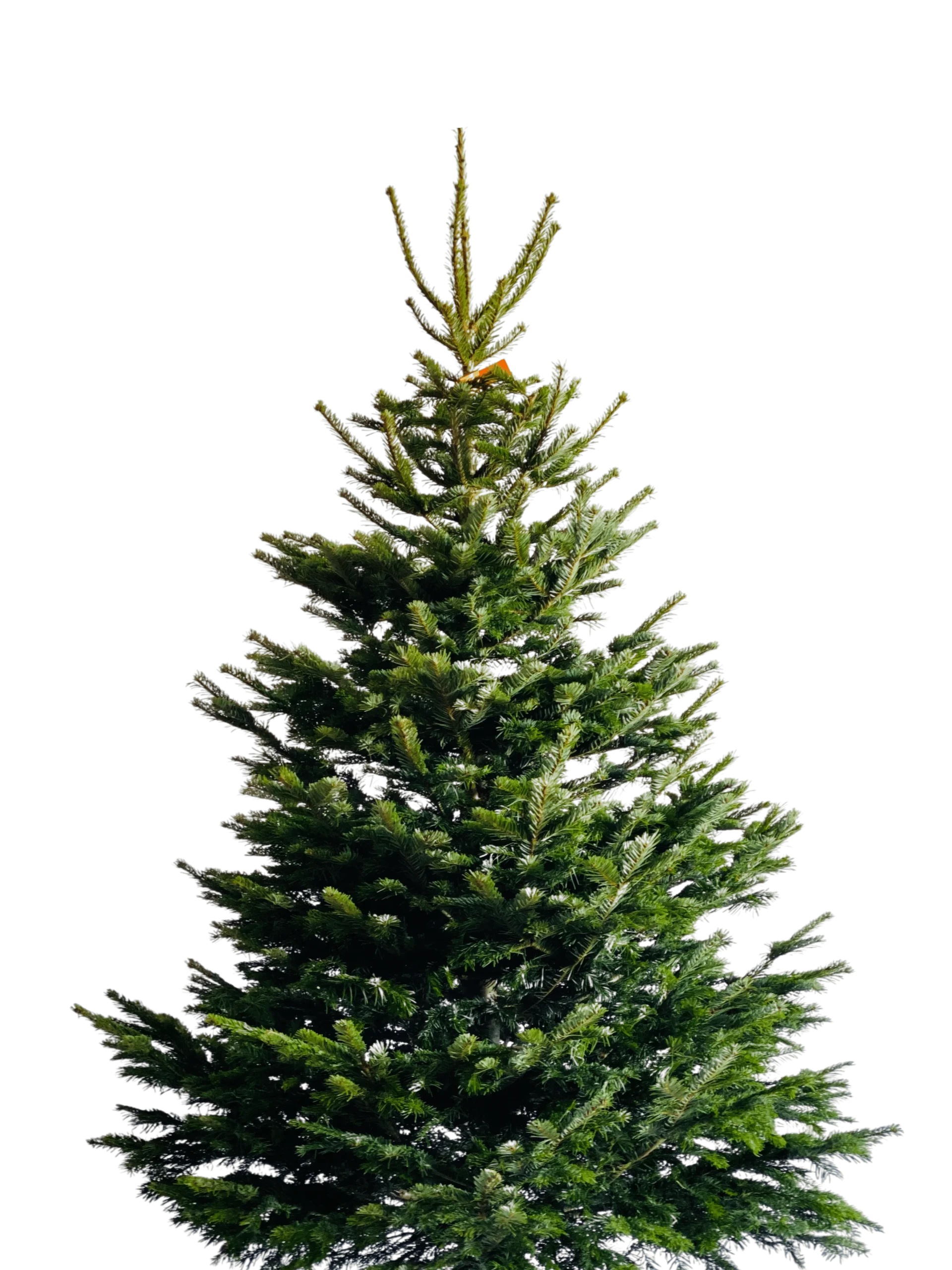 kerstboom haarlem