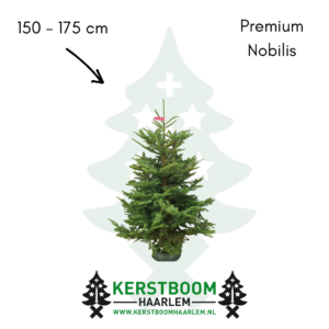 Nobilis kerstboom