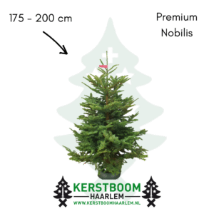 Nobilis kerstboom