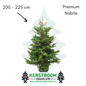 Nobilis kerstboom