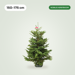 Nobilis 150 - 175 cm Kerstboom