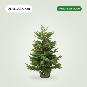 Nobilis 200 - 225 cm Kerstboom